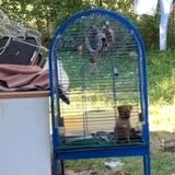 dog in a birdcage