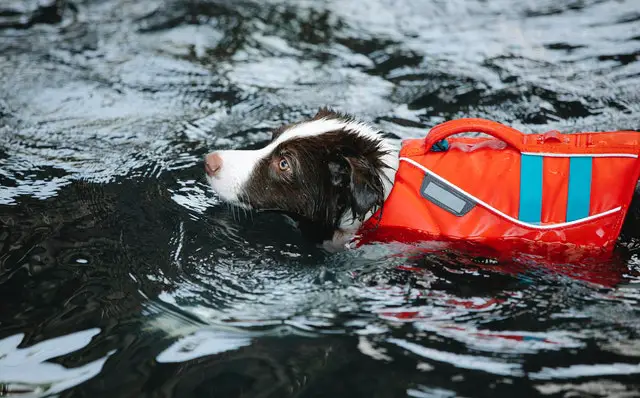 dog in life vest swimming