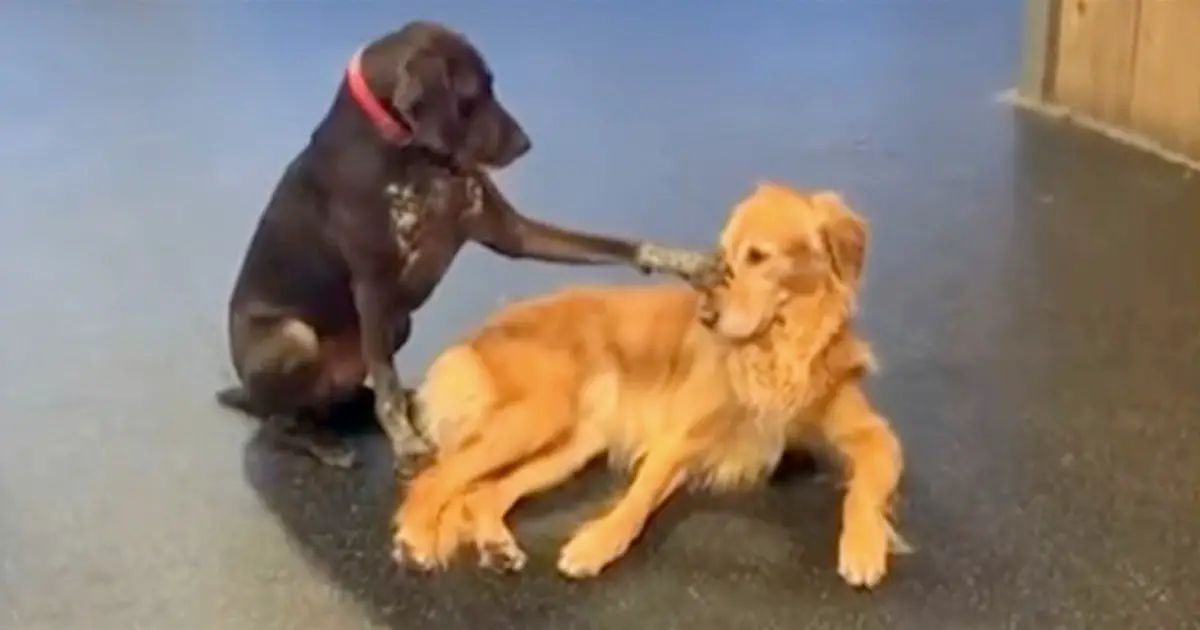 dog pets other dogs in daycare