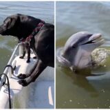 dolphin and dog friendship