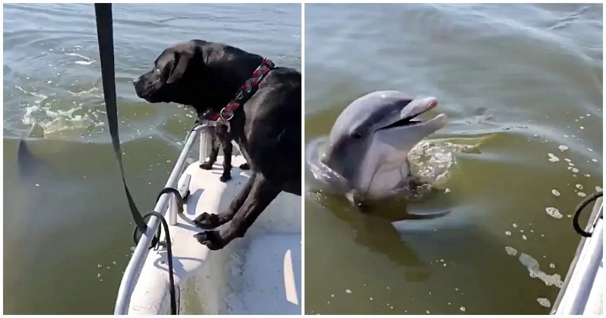 dolphin and dog friendship