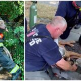 firemen saves dogs from burning home