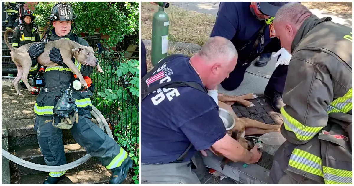 firemen saves dogs from burning home