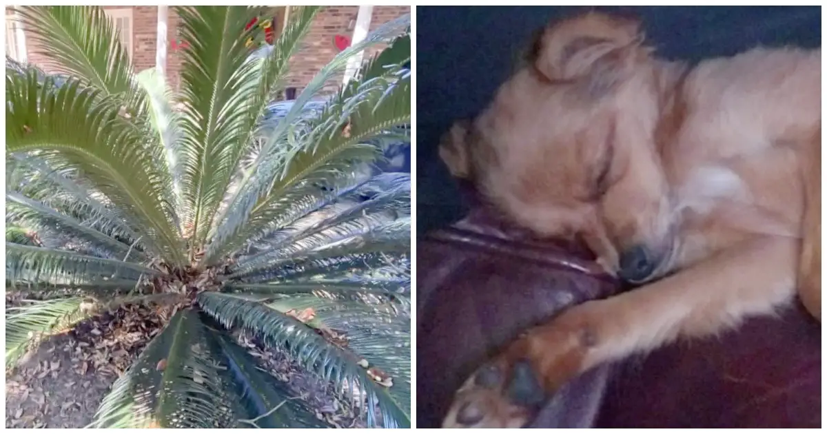 grieving dog posioned by toxic plants