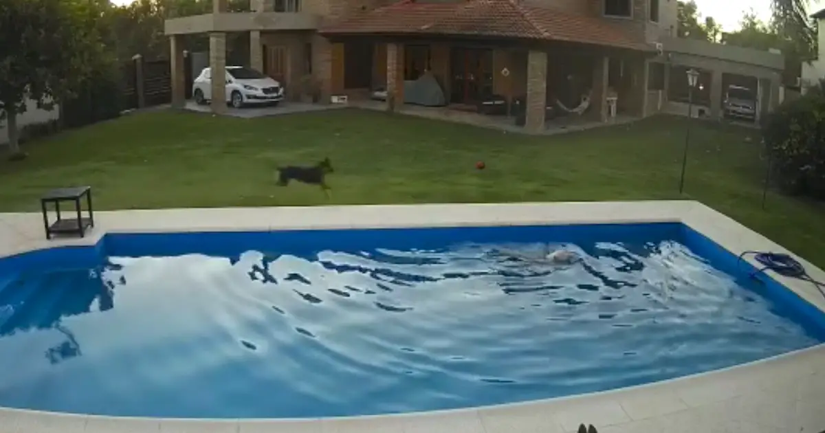 heroic pup caught on camera