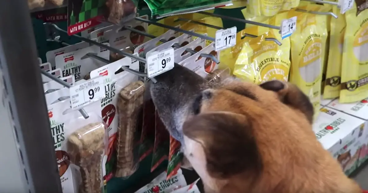 homeless dog gets pet store treats