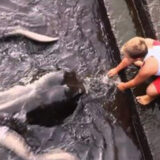 little boy makes friends with sea creature