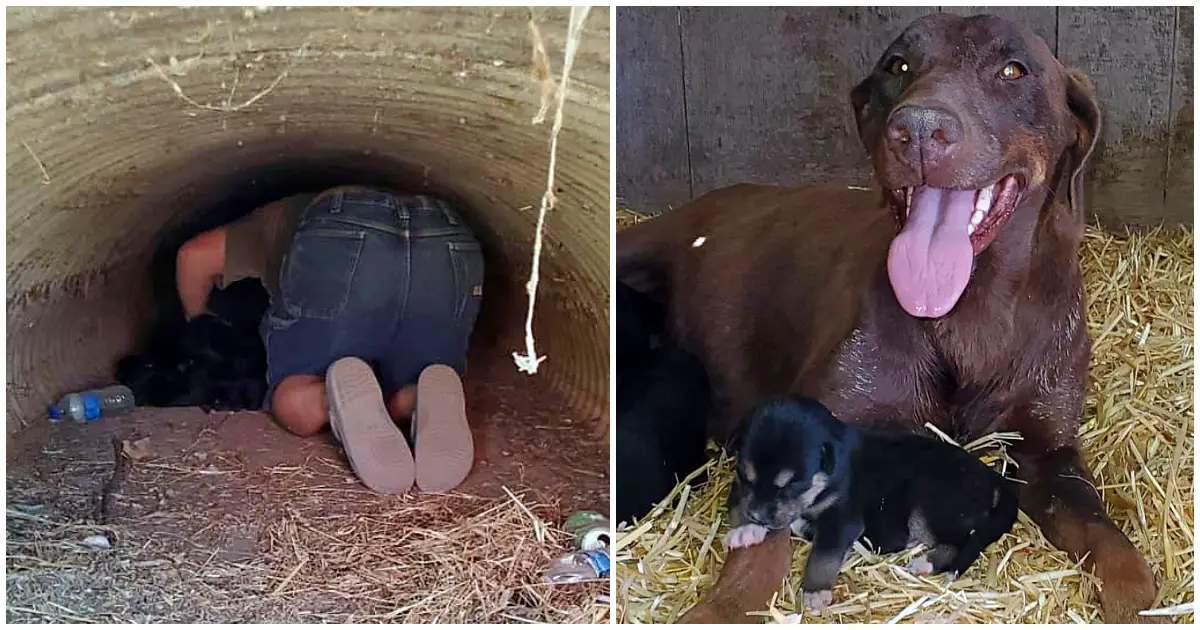mama dog kept puppies safe and waited for help