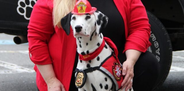 molly fire safety dogs