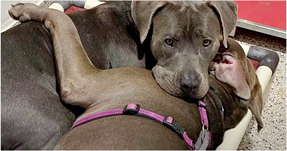 pit bulls find a forever home together