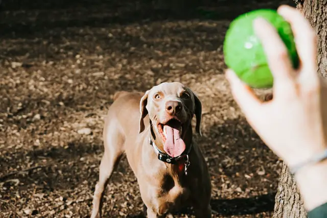 play catch ball with dog