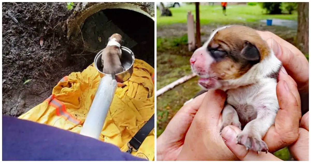 puppy rescued from drain pipe