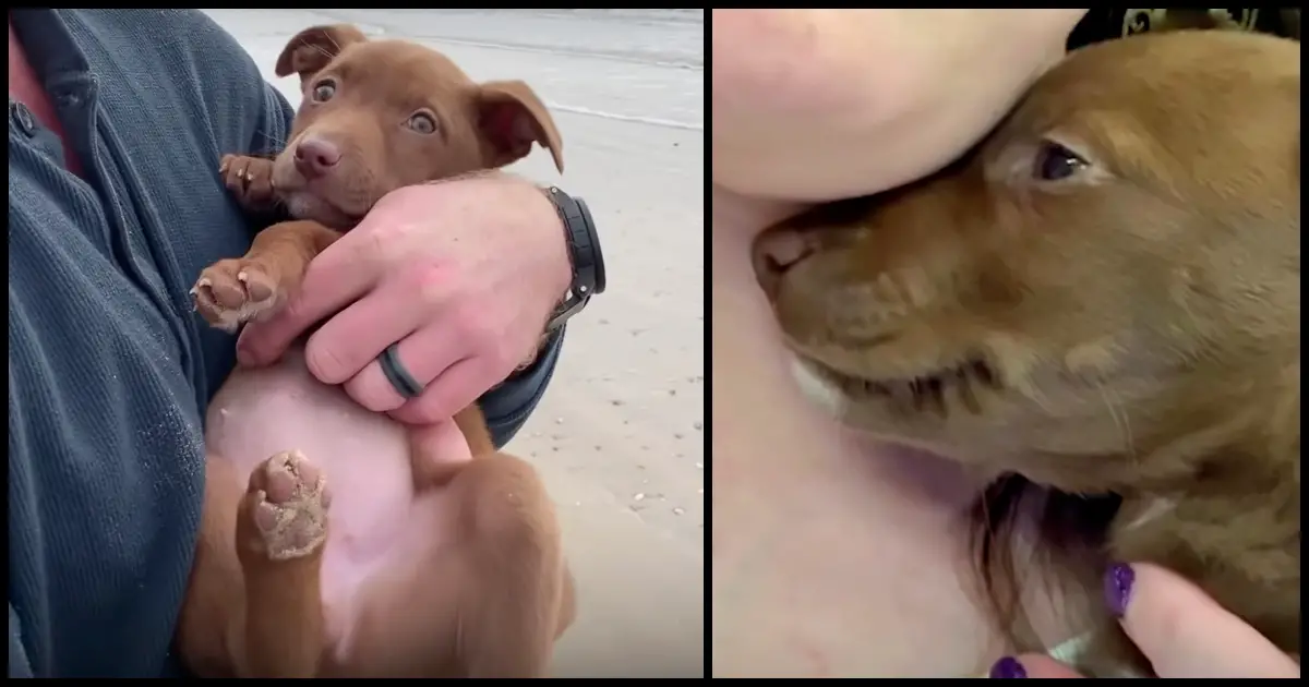 puppy smiles after being rescued