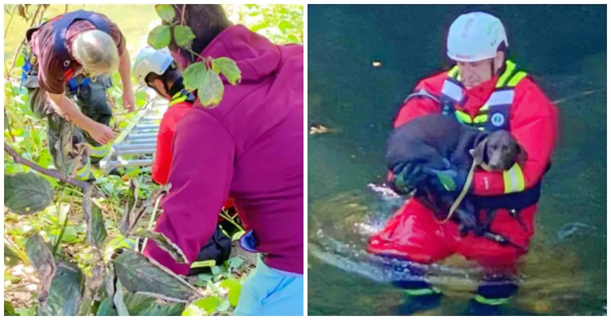 rescue crew prevent dog from drowning