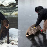 rescue doe stuck on ice