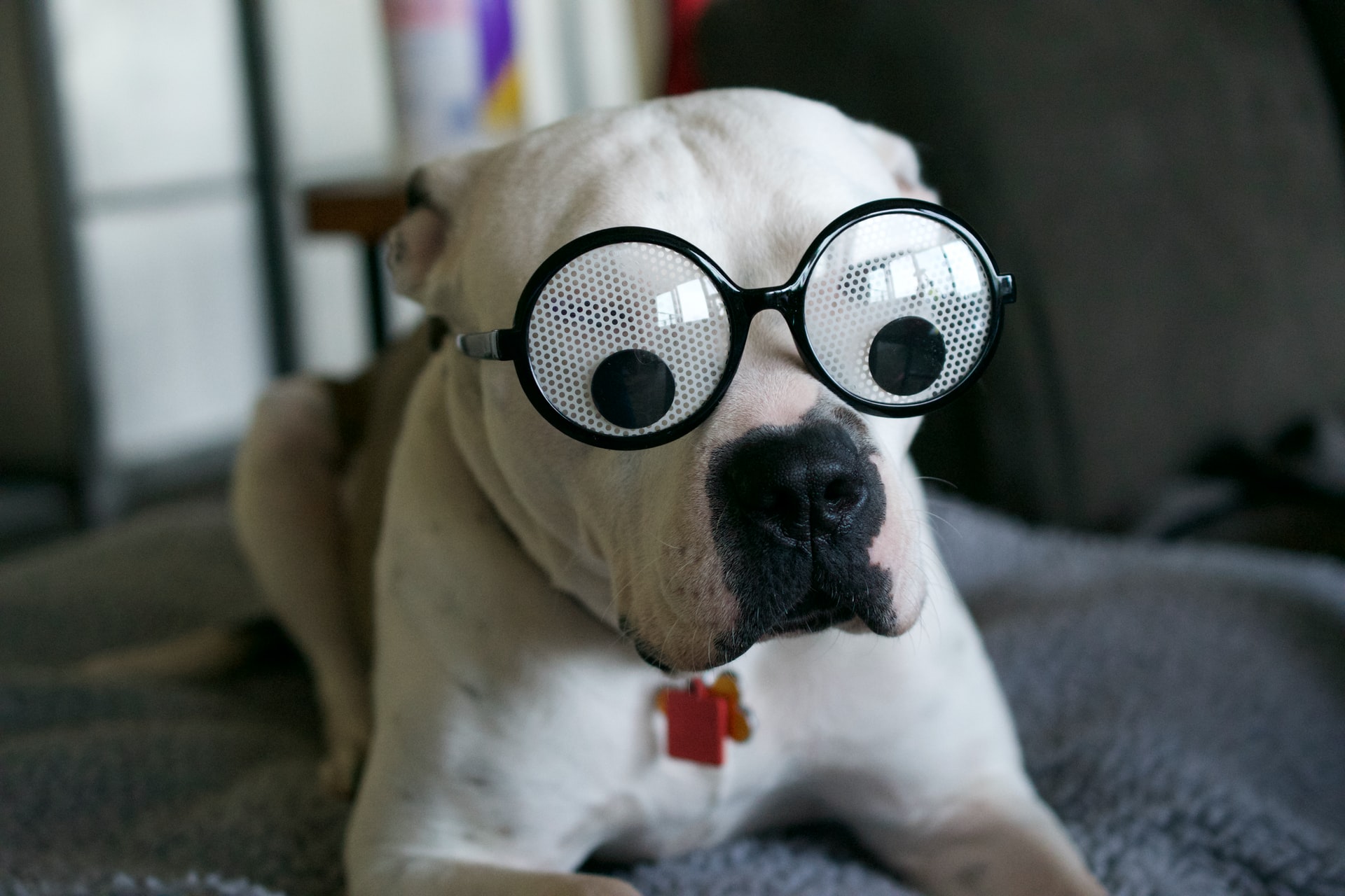 silly dog with eyeglasses