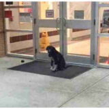 stray dog at school entrance