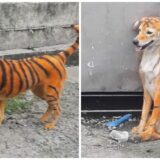 stray dog painted as a tiger