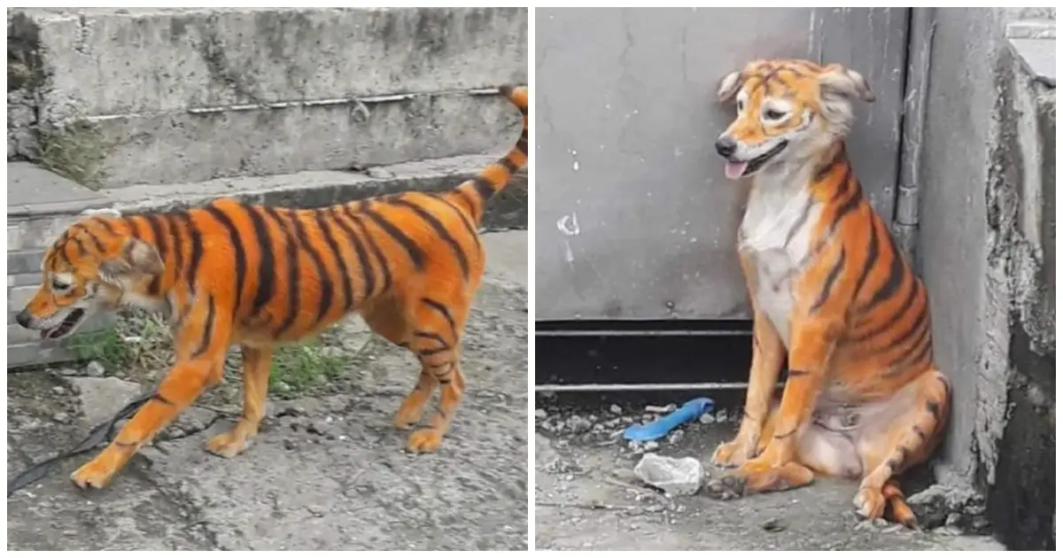 stray dog painted as a tiger