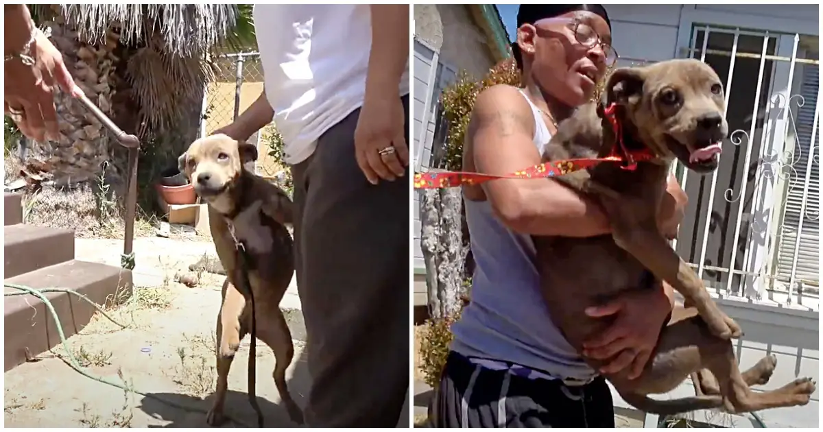 stray dog rescued from the streets