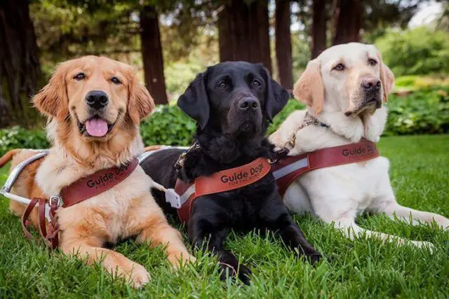 three guide dogs