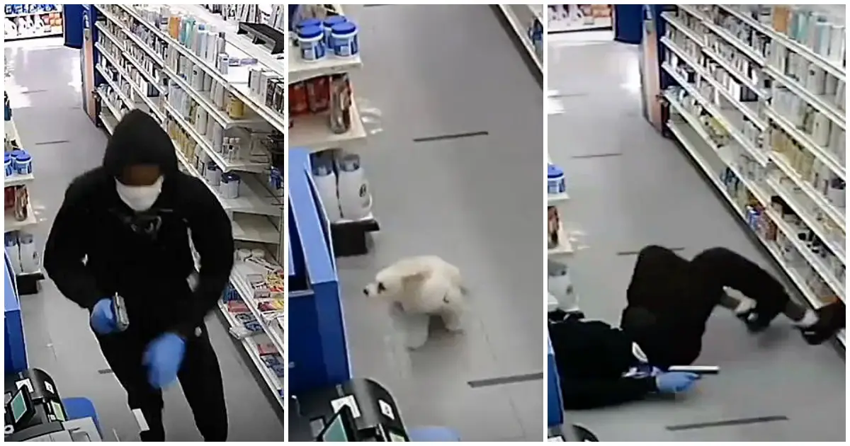tiny dog scares robber away