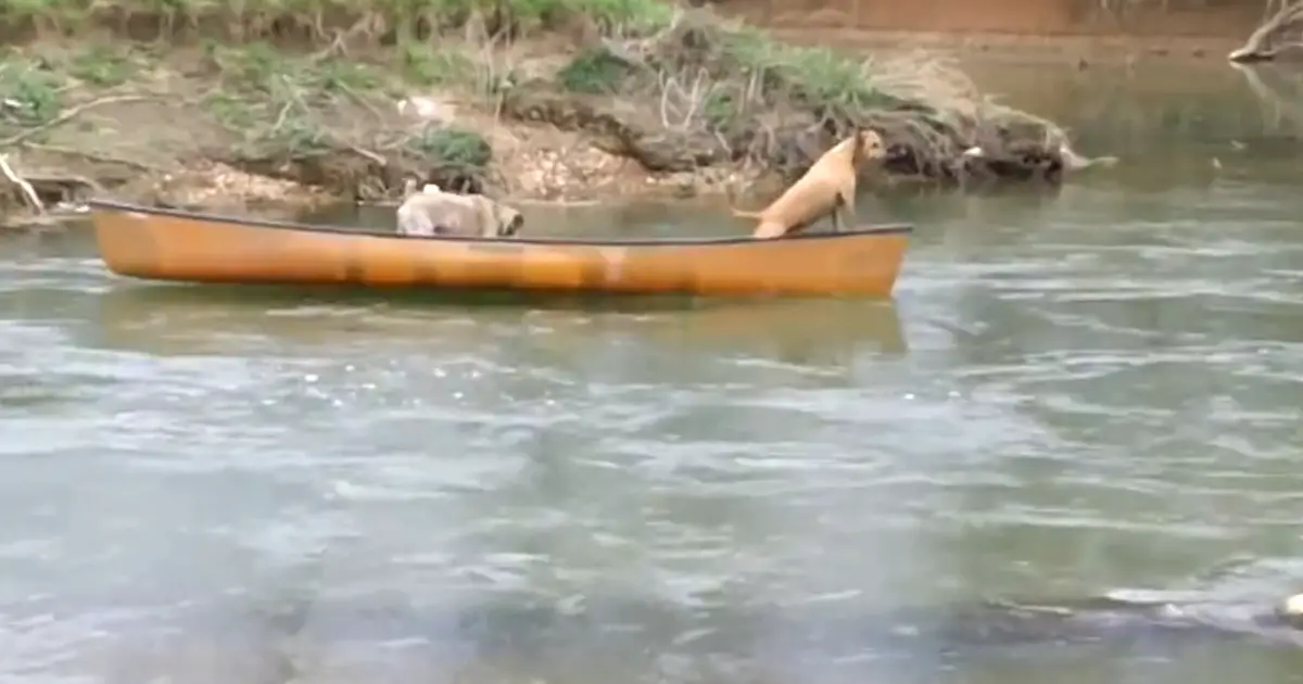 trapped dogs in kayak