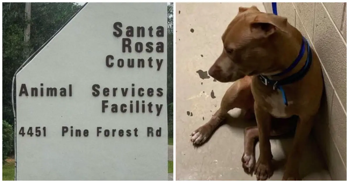 woman pleads to get deaf dog back from shelter