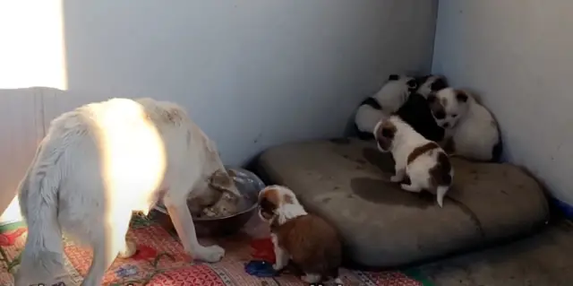 Worried Mama Dog Tracks Down Rescuers & Asks Them To Save Her Babies | I  Love My Dog So Much