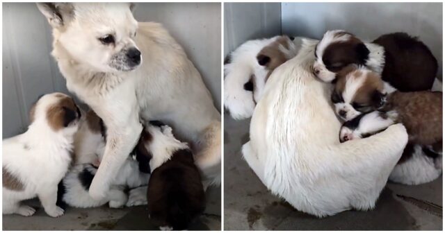 Worried Mama Dog Tracks Down Rescuers & Asks Them To Save Her Babies | I  Love My Dog So Much