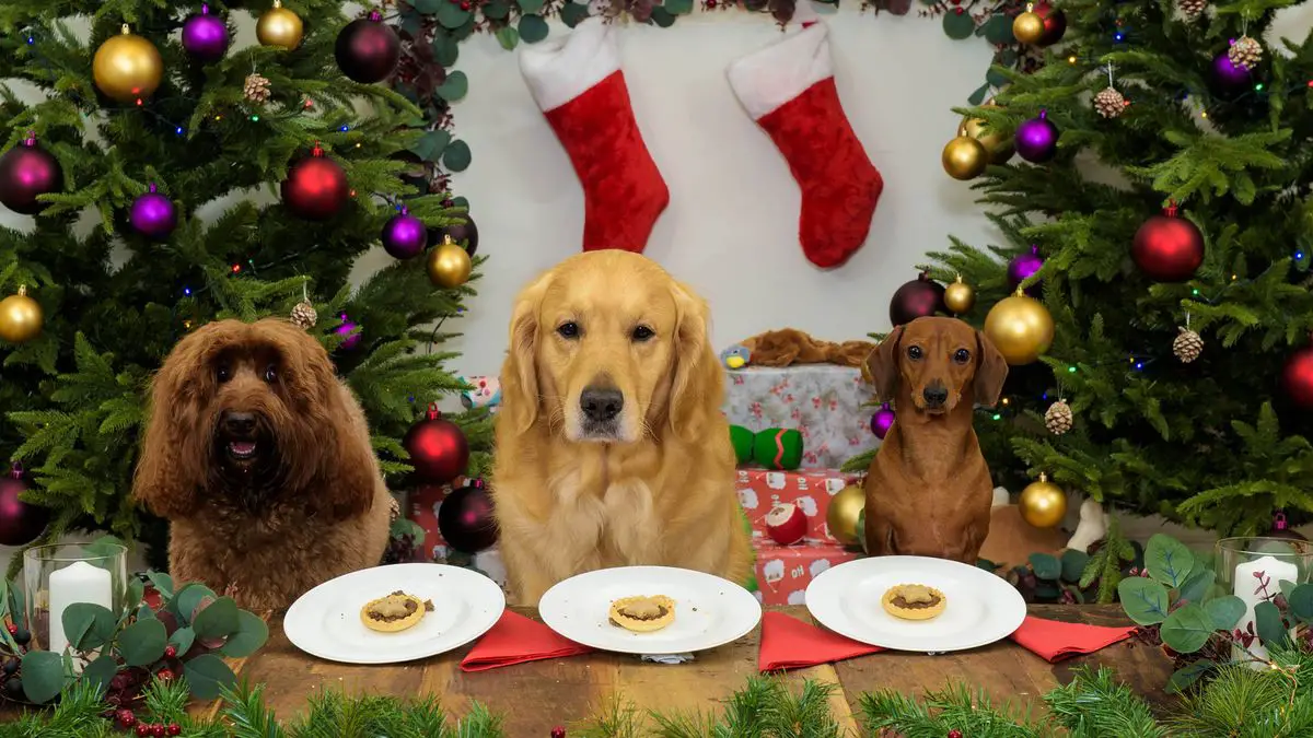https://ilovemydogsomuch.com/wp-content/uploads/2021/11/3_Santa-Paws-Dinner.jpg