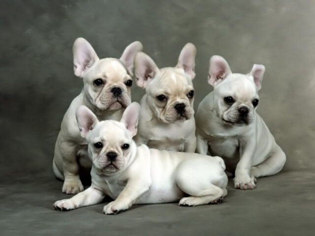 French Bulldog puppies 3