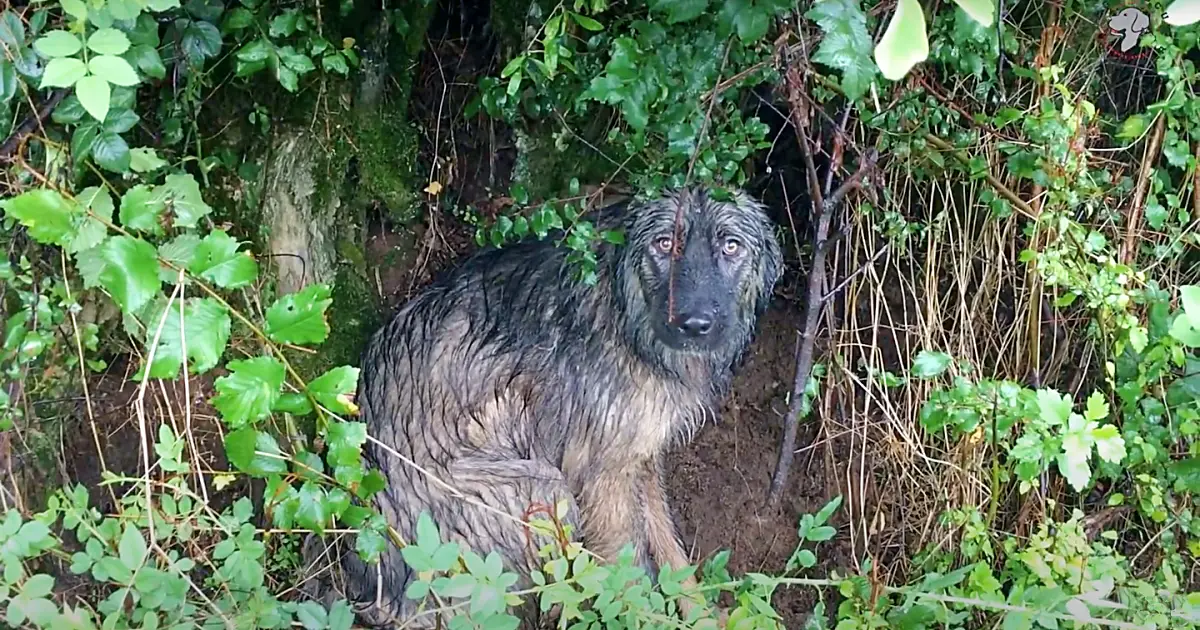 abandoned dog waiting in the rain