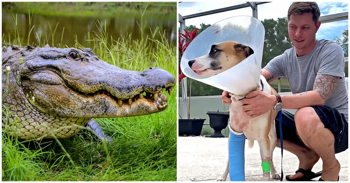 alligator attacked small dog