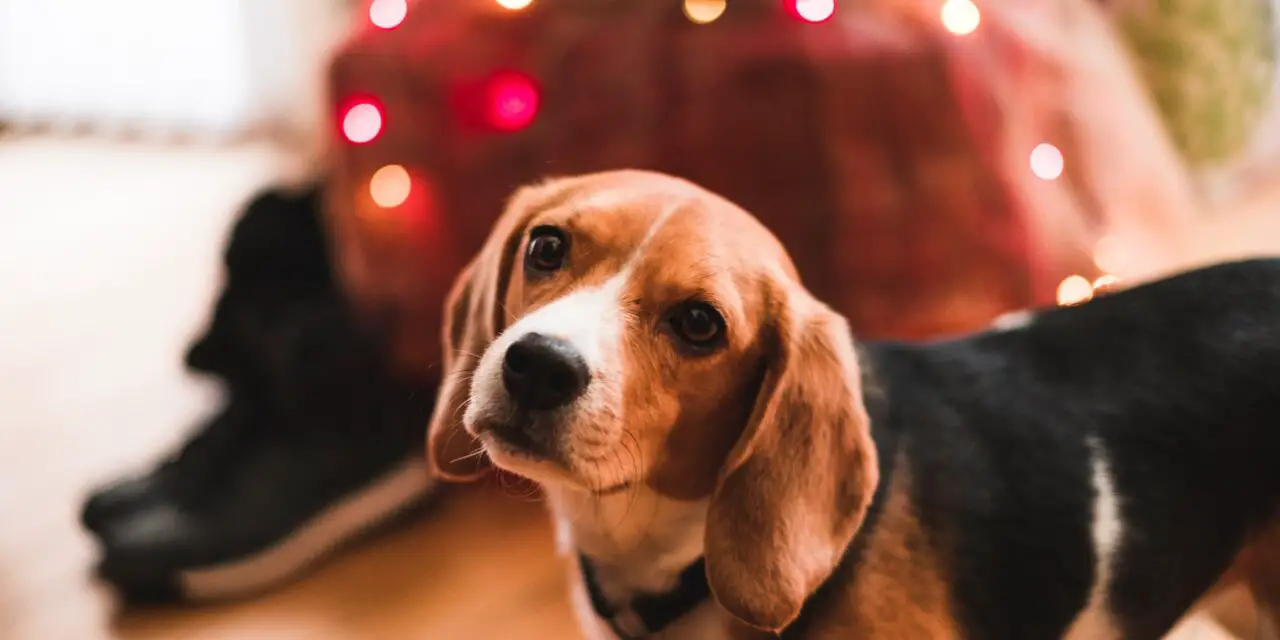 https://ilovemydogsomuch.com/wp-content/uploads/2021/11/beagles-as-pets-1280x640.jpg