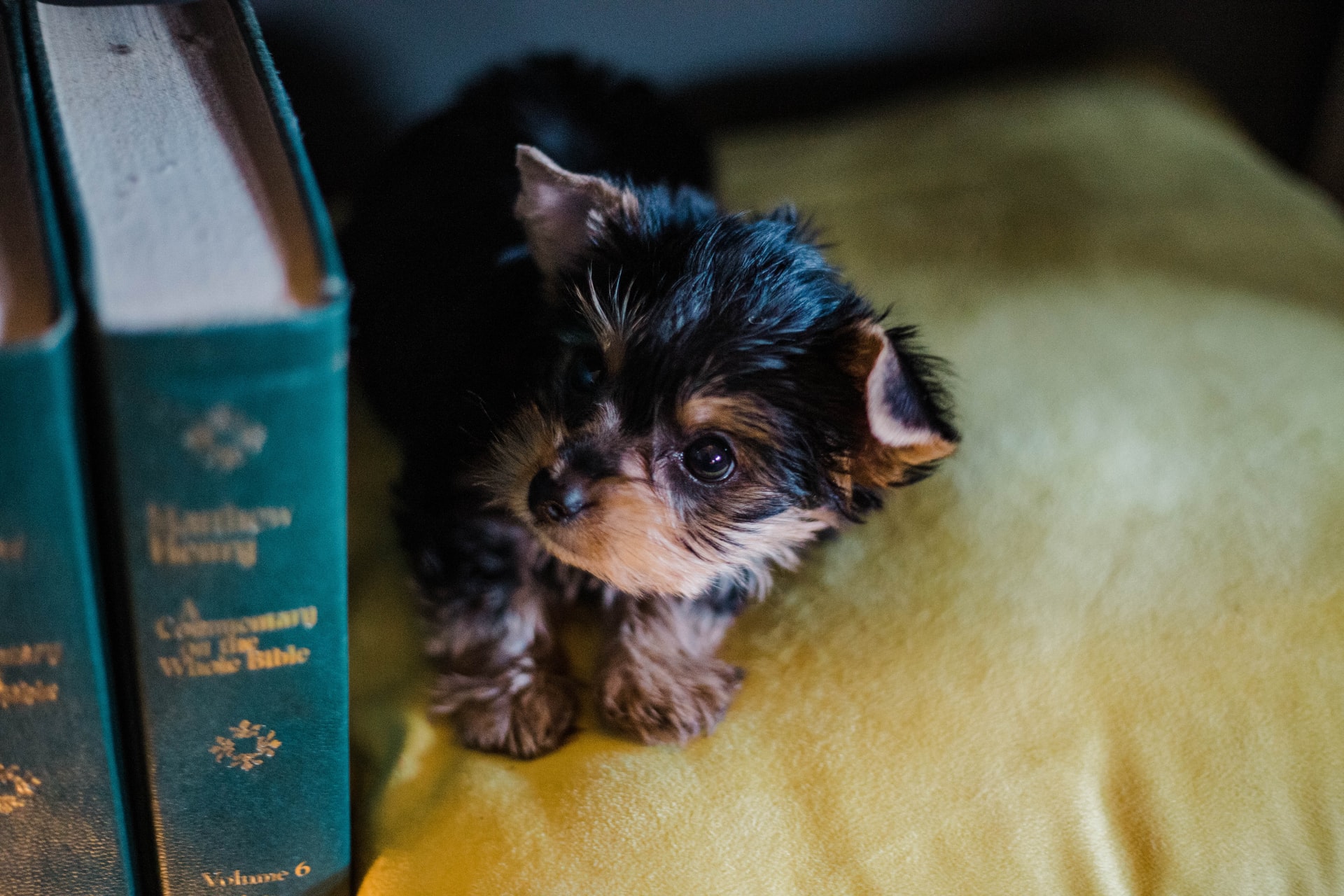 books about dogs you want to read feat