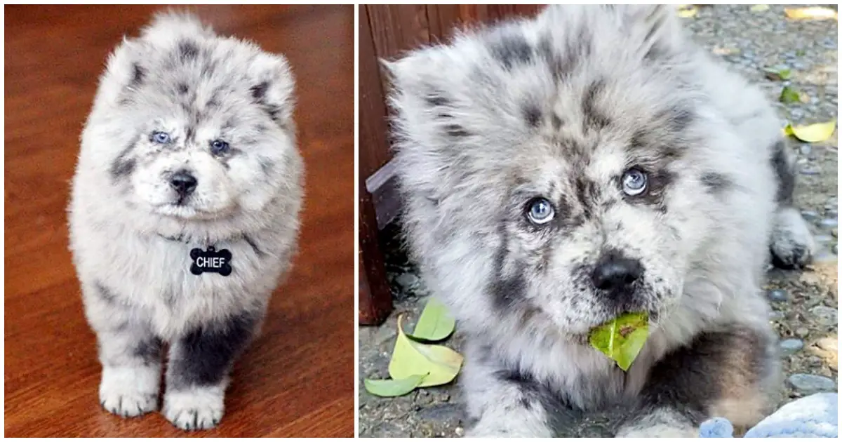 chow chow pup looks like cookies and cream