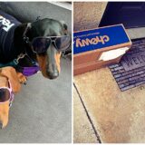 dachshunds deliver packages