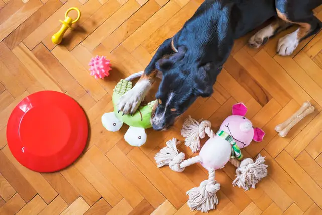 dog and toys on floor