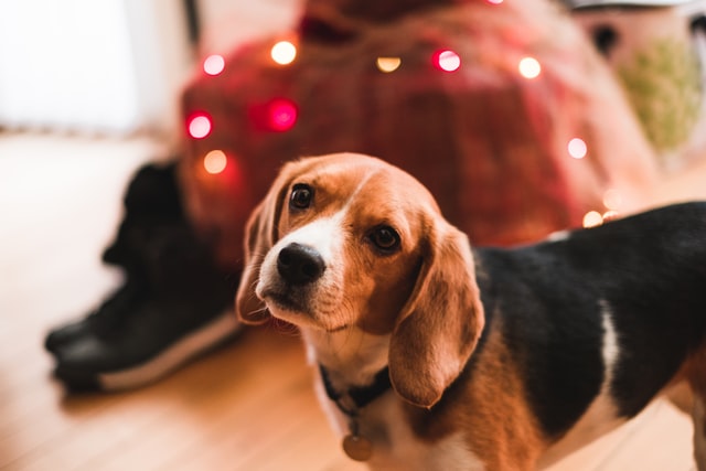 dog breed beagle standing black and brown