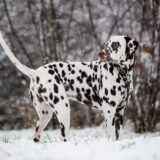 dog breed dalmation in snow