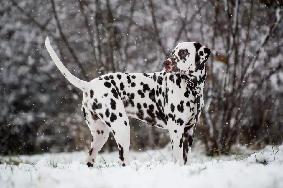 dog breed dalmation in snow
