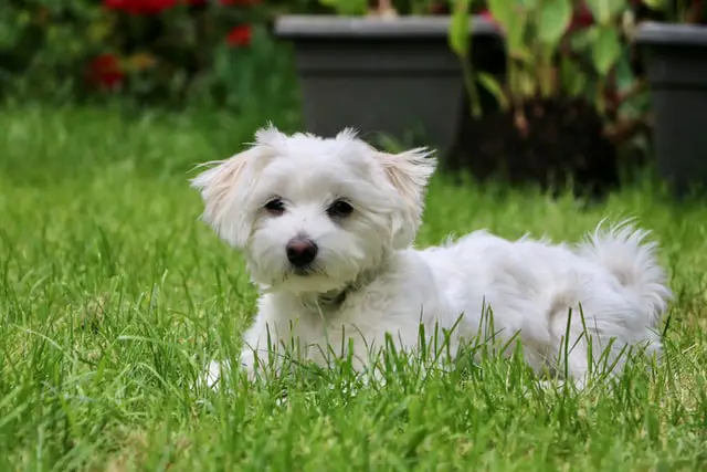 dog breed maltese on grass