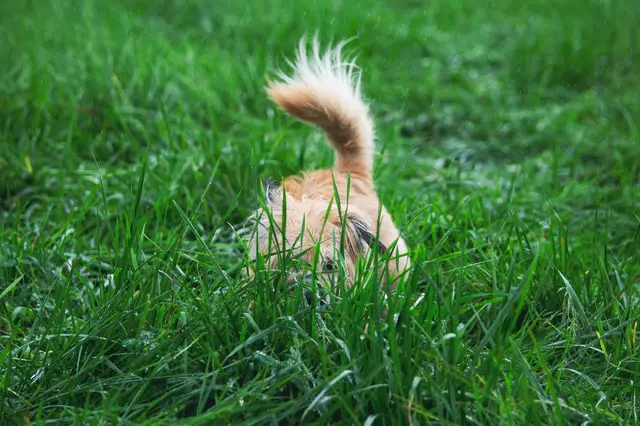 dog hide and seek in grass