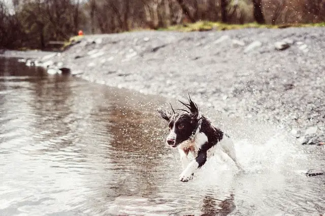 dog splashing and playing in water