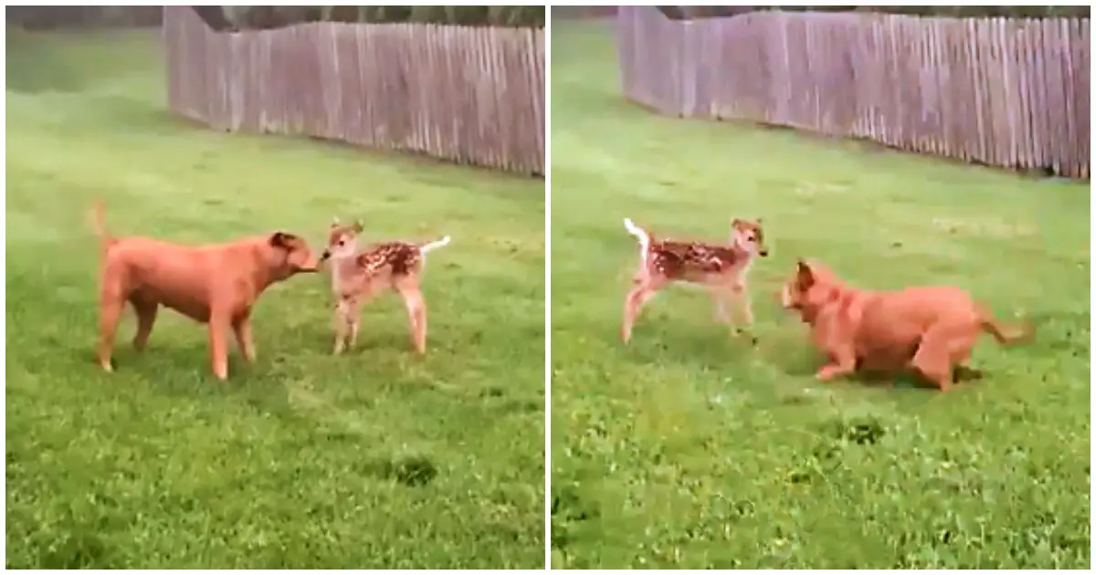 fawn makes friends with a dog