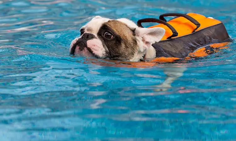 french bulldog swimming 03
