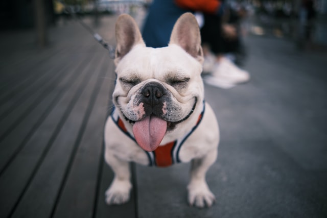 french bulldog tongue out