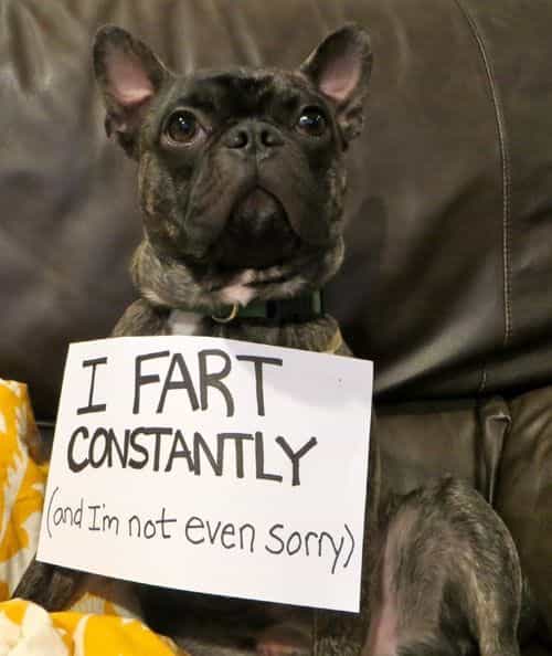 french bulldog with fart sign