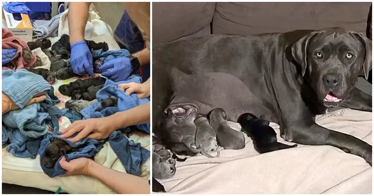 mastiff gives birth to a lot of puppies